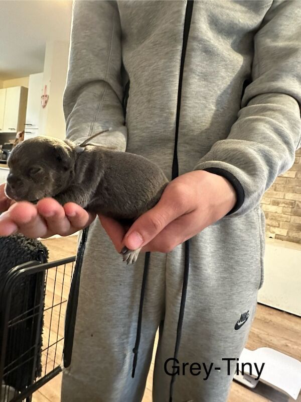 French Bulldog puppies for sale in Wellingborough, Northamptonshire – 1 week old - Image 8 of 15