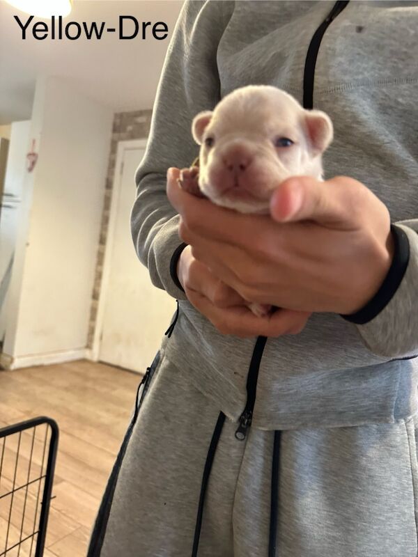French Bulldog puppies for sale in Wellingborough, Northamptonshire – 1 week old - Image 9 of 15