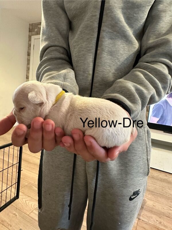 French Bulldog puppies for sale in Wellingborough, Northamptonshire – 1 week old - Image 10 of 15