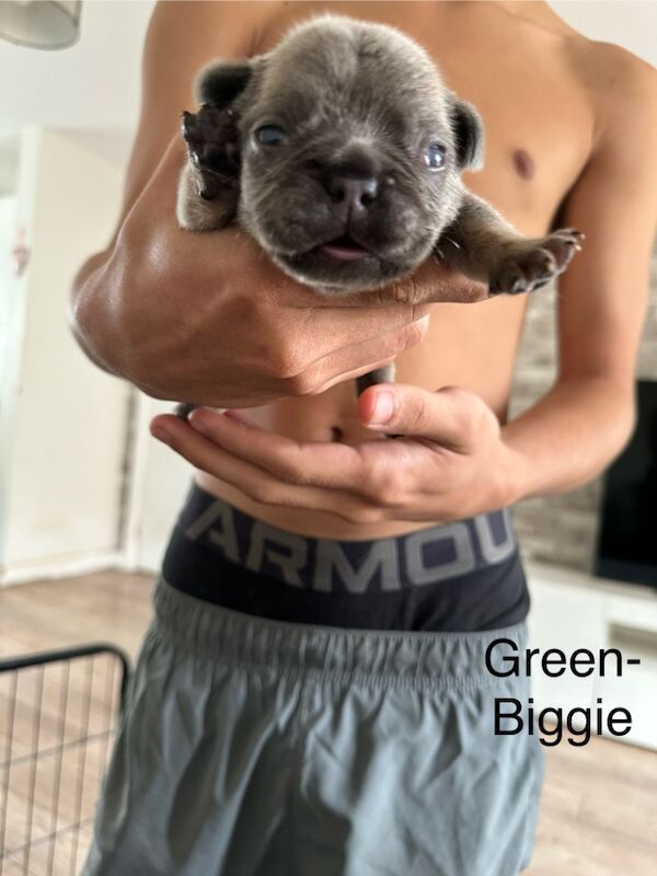 French Bulldog puppies for sale in Wellingborough, Northamptonshire – 1 week old - Image 12 of 15