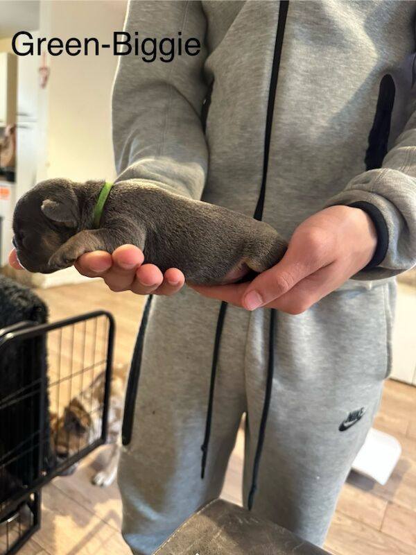 French Bulldog puppies for sale in Wellingborough, Northamptonshire – 1 week old - Image 13 of 15