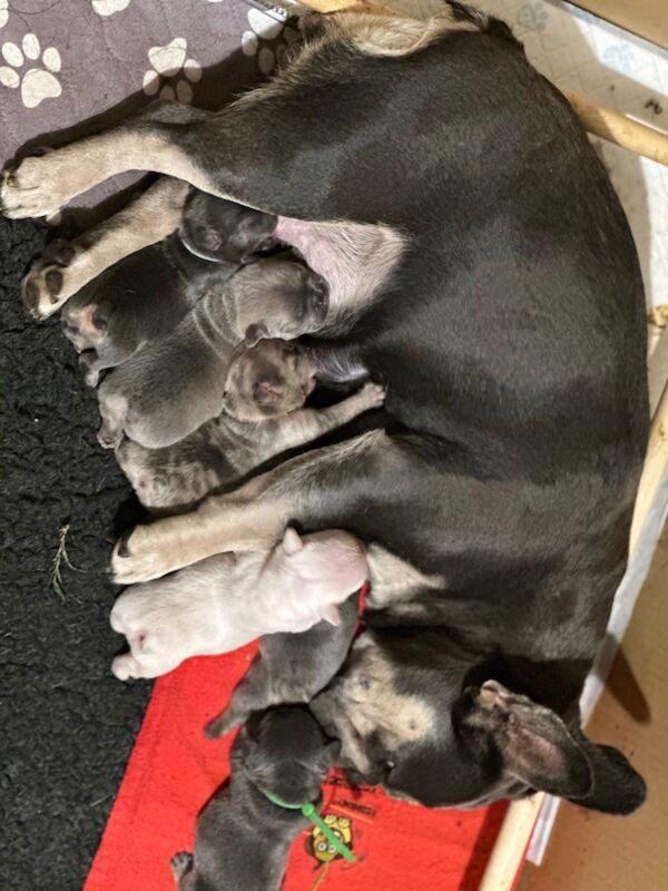 French Bulldog puppies for sale in Wellingborough, Northamptonshire – 1 week old - Image 14 of 15
