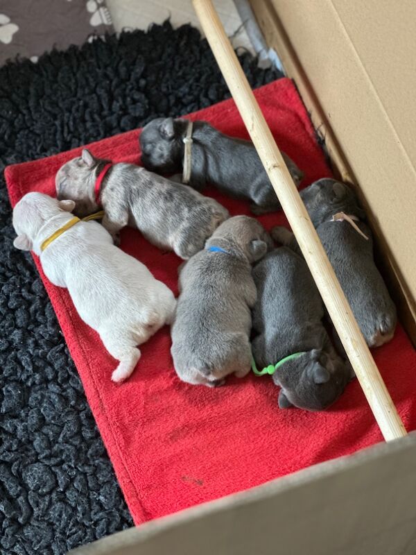 French Bulldog puppies for sale in Wellingborough, Northamptonshire – 1 week old - Image 15 of 15