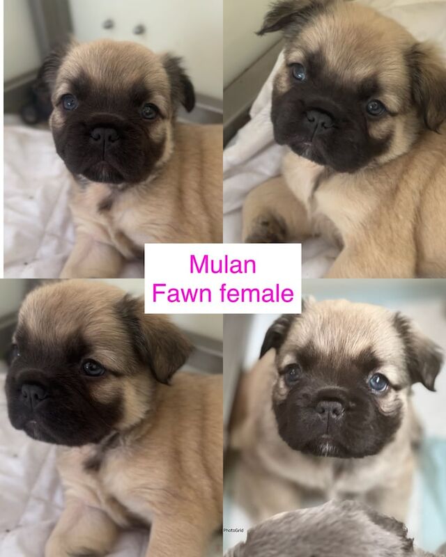 French Bulldog puppies for sale in Haywards Heath, West Sussex – KC registered, 6 weeks old