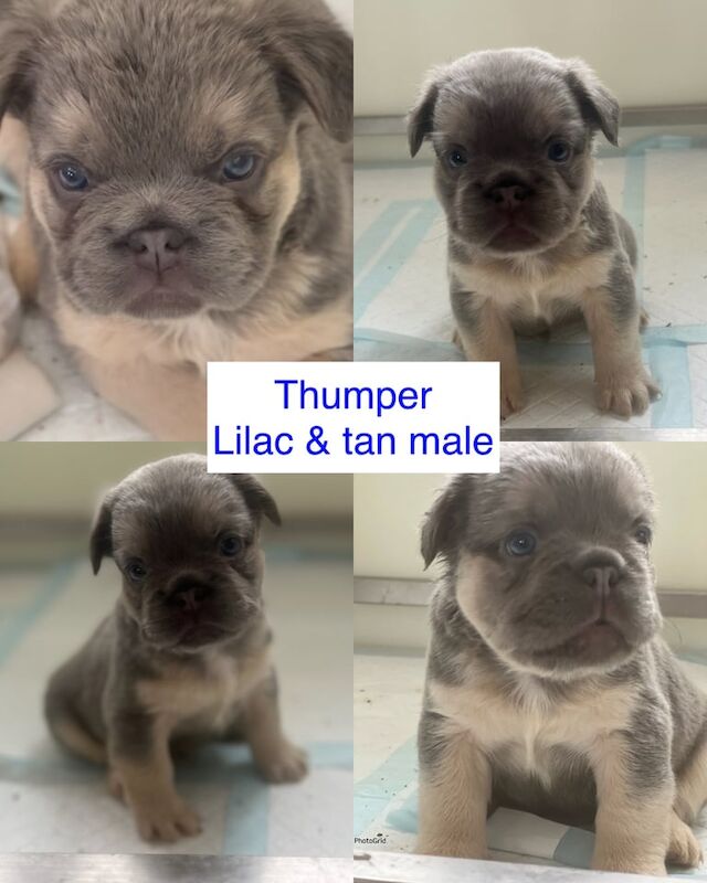French Bulldog puppies for sale in Haywards Heath, West Sussex – KC registered, 6 weeks old - Image 2 of 3