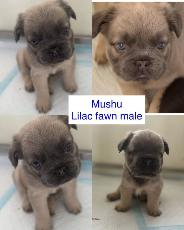 French Bulldog puppies for sale in Haywards Heath, West Sussex – KC registered, 6 weeks old - Image 3 of 3
