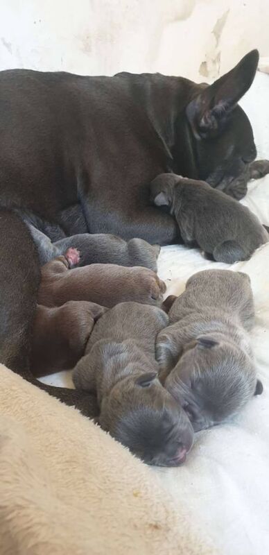 French Bulldog puppies for sale in Alness, Ross and Cromarty – 4 days old