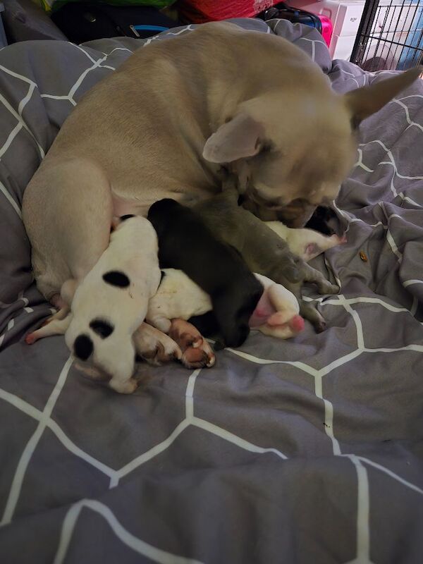 French Bulldog puppies for sale in Corby, Northamptonshire – 6 weeks old - Image 2 of 6