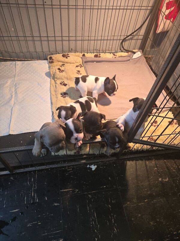 French Bulldog puppies for sale in Corby, Northamptonshire – 6 weeks old - Image 4 of 6