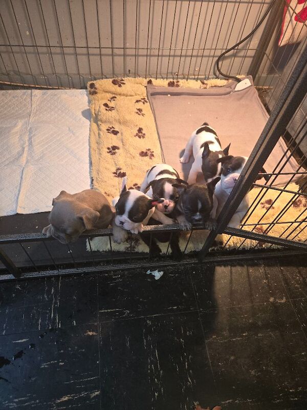 French Bulldog puppies for sale in Corby, Northamptonshire – 6 weeks old - Image 5 of 6