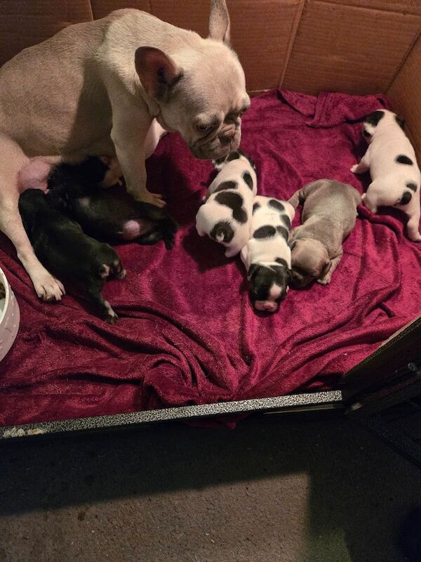 French Bulldog puppies for sale in Corby, Northamptonshire – 6 weeks old - Image 6 of 6