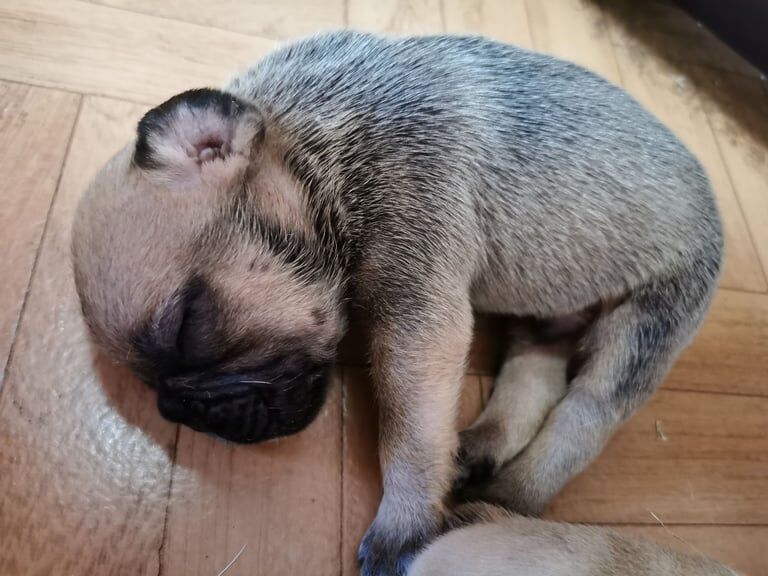 French Bulldog puppies for sale in Ipswich, Suffolk – 3 weeks old
