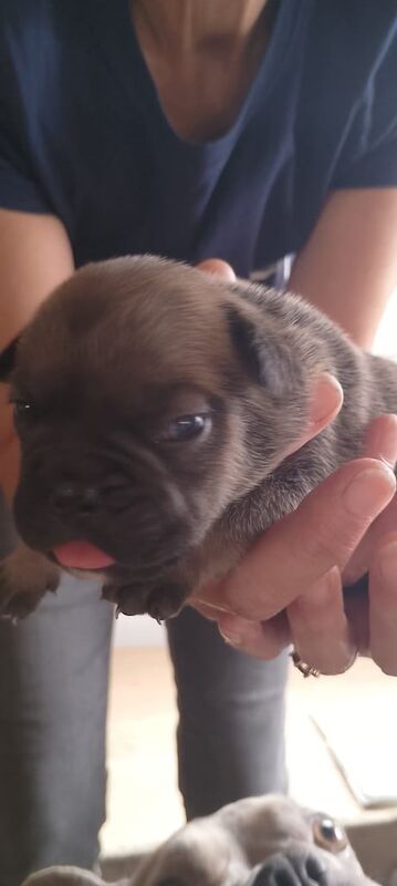 French Bulldog puppies for sale in Ipswich, Suffolk – 3 weeks old - Image 2 of 3