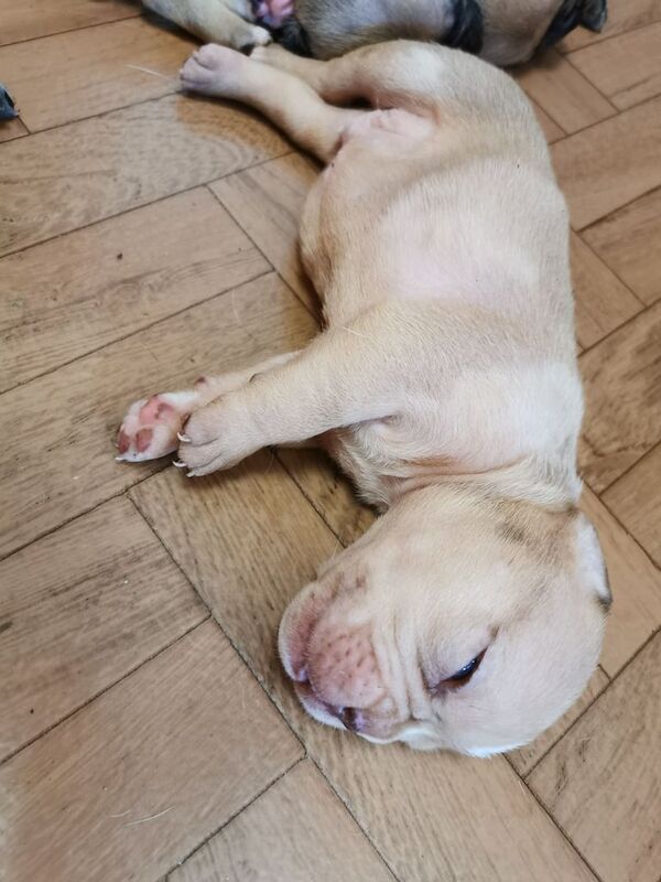 French Bulldog puppies for sale in Ipswich, Suffolk – 3 weeks old - Image 3 of 3