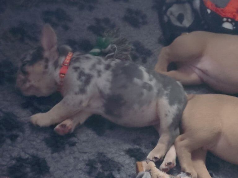 6 KC registed French bulldog puppies 2 male 4 females for sale in Heathrow, London