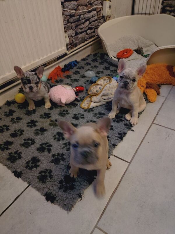 6 KC registed French bulldog puppies 2 male 4 females for sale in Heathrow, London | Image 2