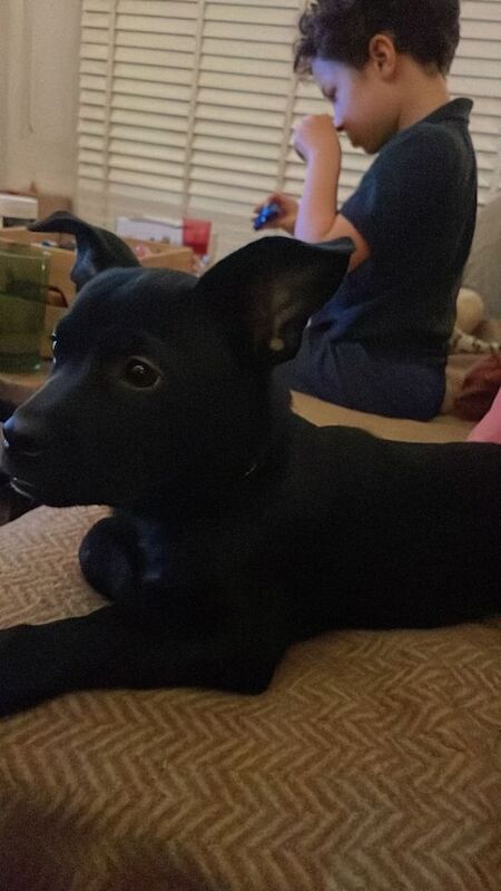 French Bulldog puppies for sale in Angel, London – 4 months old