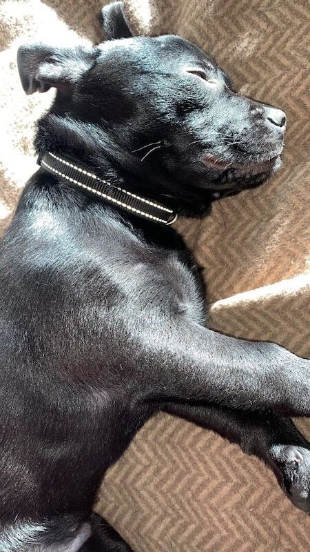 French Bulldog puppies for sale in Angel, London – 4 months old - Image 2 of 5