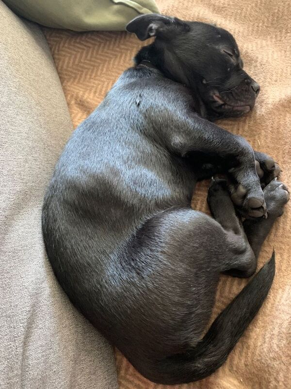 French Bulldog puppies for sale in Angel, London – 4 months old - Image 3 of 5