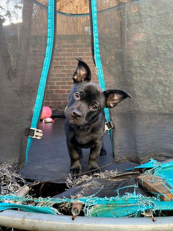 French Bulldog puppies for sale in Angel, London – 4 months old - Image 4 of 5