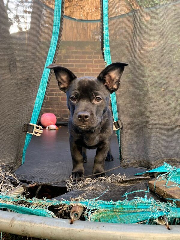 French Bulldog puppies for sale in Angel, London – 4 months old - Image 5 of 5