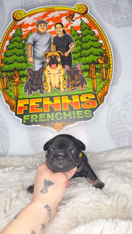6 stunning French bulldogs - Image 2 of 3