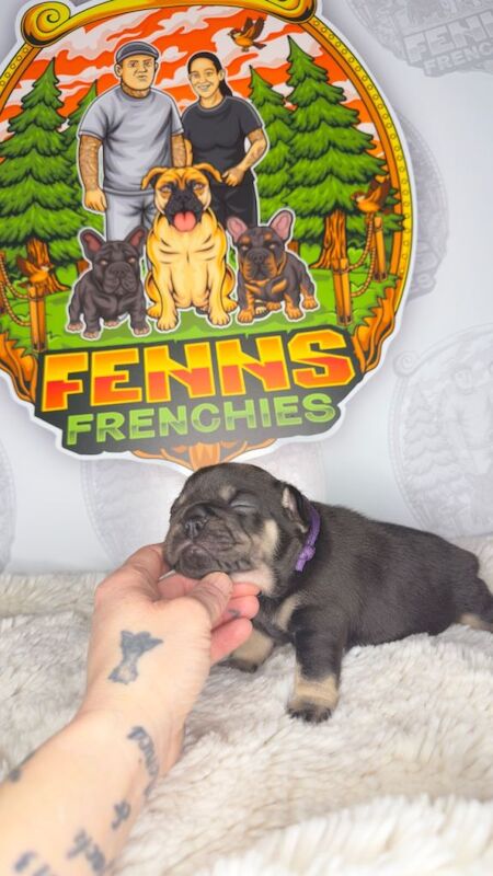 6 stunning French bulldogs - Image 3 of 3