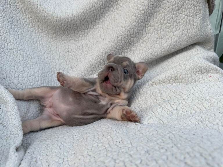 6 Weeks French Bulldog puppies for sale - Image 4 of 6