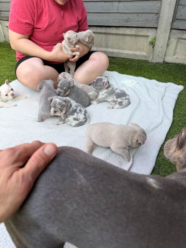 6 Weeks French Bulldog puppies for sale - Image 6 of 6