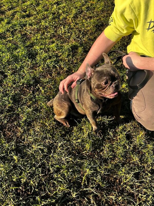6 year old frenchie looking for a new home - Image 2 of 3