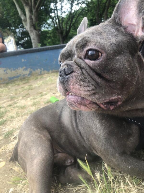 6 year old frenchie looking for a new home - Image 3 of 3