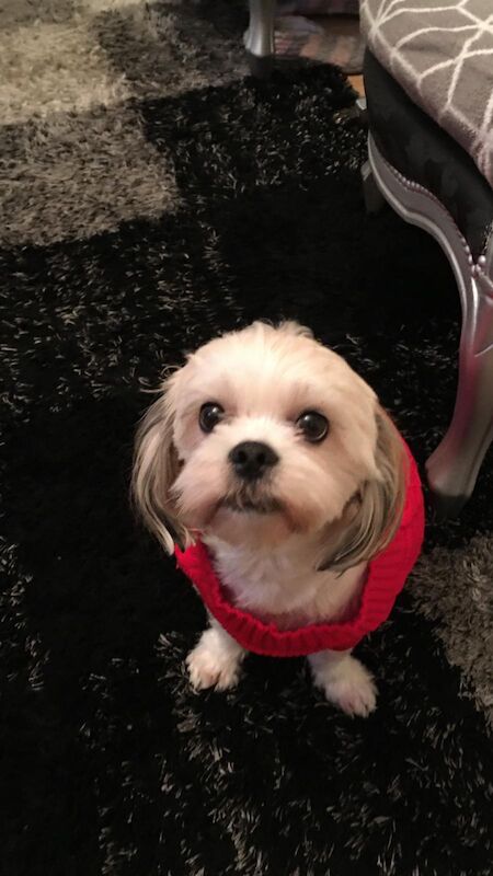 6beautiful Lhasa Apso puppies for sale in Leeds for sale in Leeds, West Yorkshire | Image 1
