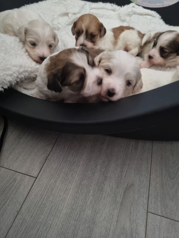 6beautiful Lhasa Apso puppies for sale in Leeds for sale in Leeds, West Yorkshire | Image 2