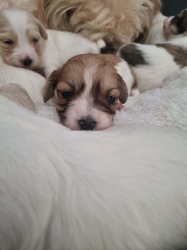 6beautiful Lhasa Apso puppies for sale in Leeds for sale in Leeds, West Yorkshire | Image 3