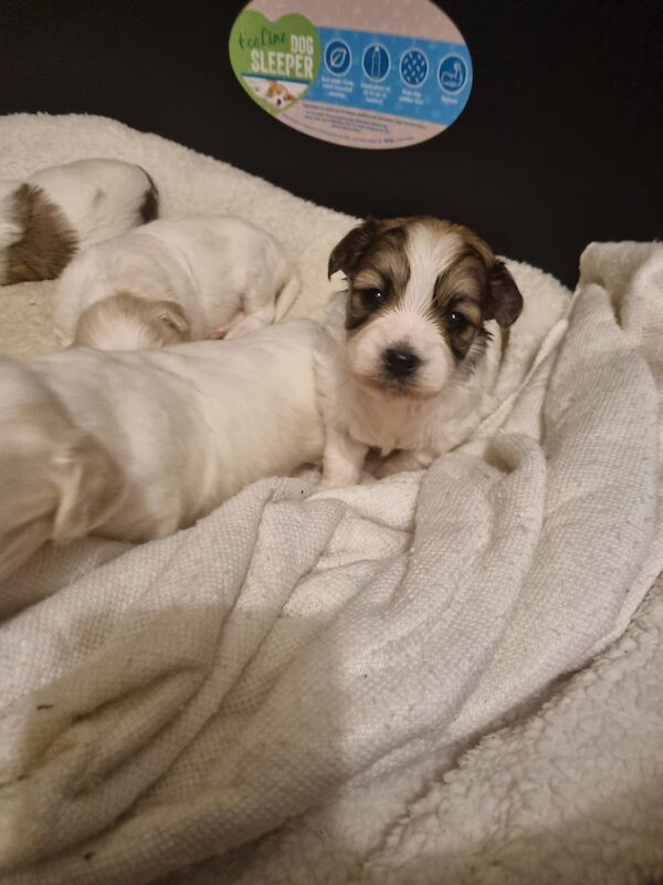 French Bulldog puppies for sale in Leeds, West Yorkshire – 1 year old - Image 4 of 5