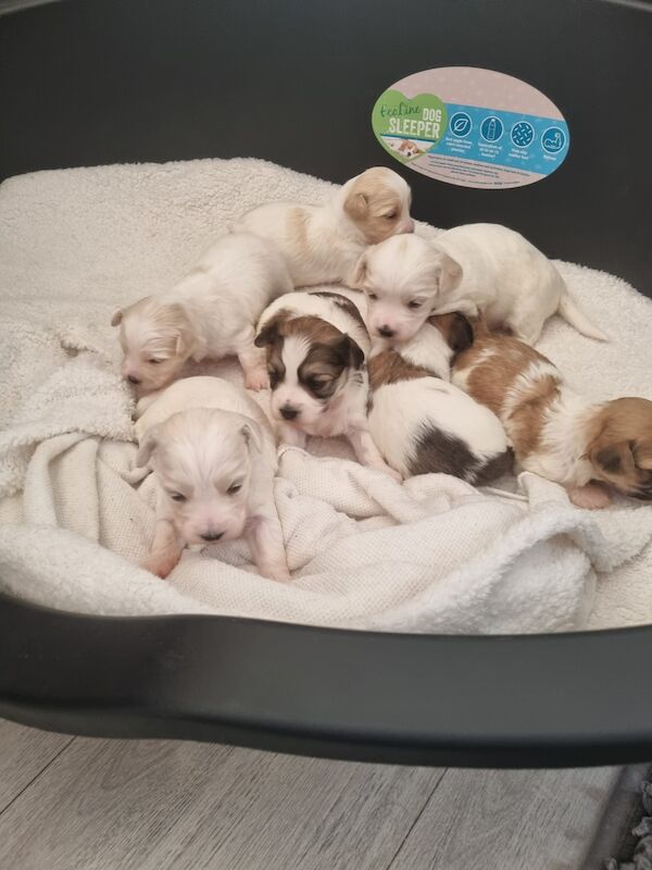 French Bulldog puppies for sale in Leeds, West Yorkshire – 1 year old - Image 5 of 5