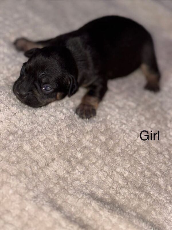 7 Beautiful Frenchie/cocker spaniel puppies available - Image 2 of 6