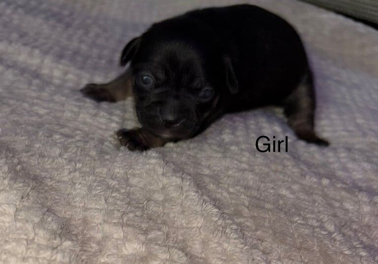 7 Beautiful Frenchie/cocker spaniel puppies available - Image 3 of 6