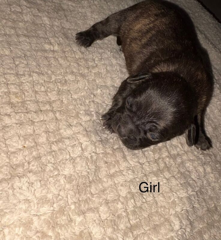 7 Beautiful Frenchie/cocker spaniel puppies available - Image 4 of 6