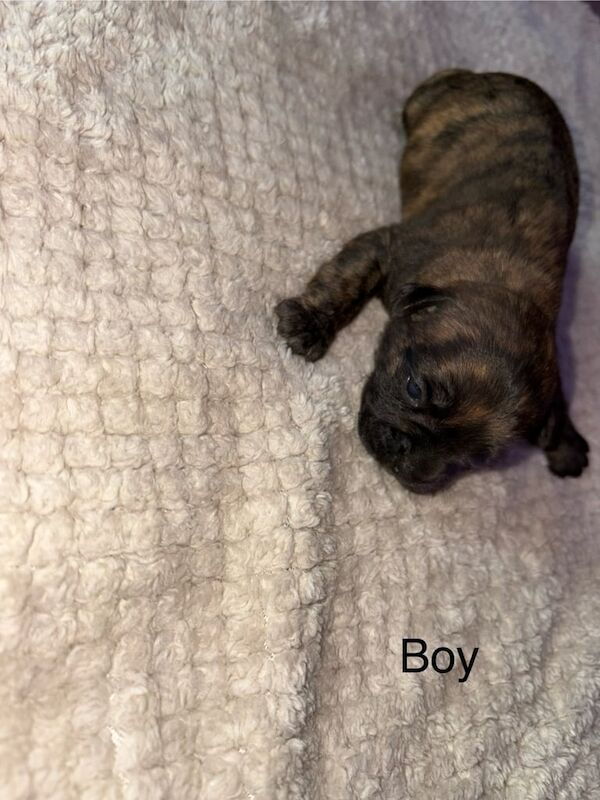 7 Beautiful Frenchie/cocker spaniel puppies available - Image 6 of 6