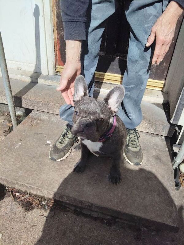 7 month old French Bulldog