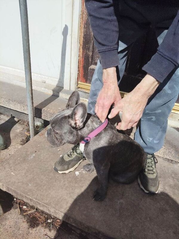 7 month old French Bulldog - Image 3 of 4