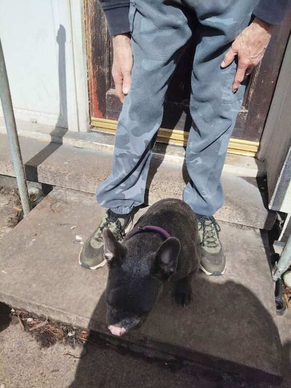 7 month old French Bulldog - Image 4 of 4