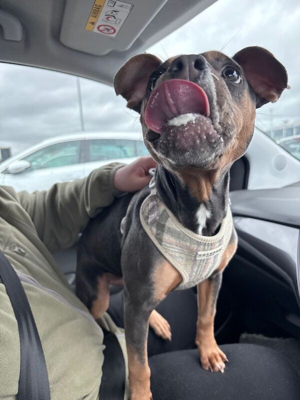 7 month old Frenchie cross - Image 3 of 5