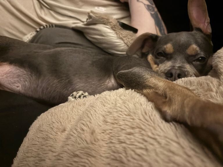 7 month old Frenchie cross - Image 4 of 5