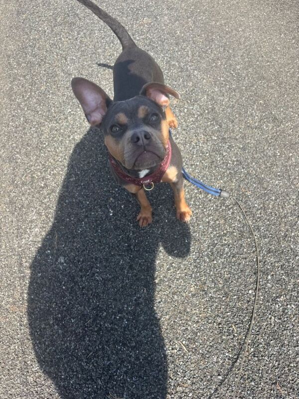 7 month old Frenchie cross - Image 5 of 5