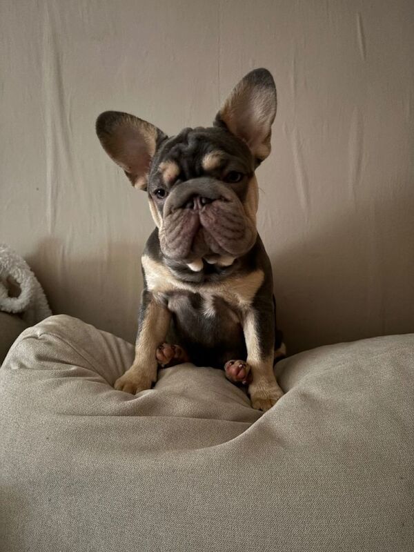 7 month old frenchie puppy - Image 2 of 6