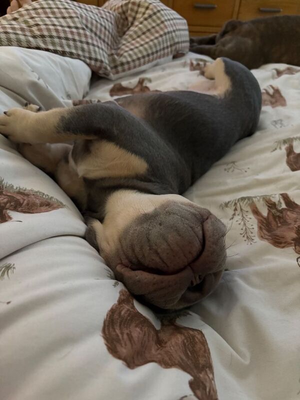 7 month old frenchie puppy - Image 3 of 6