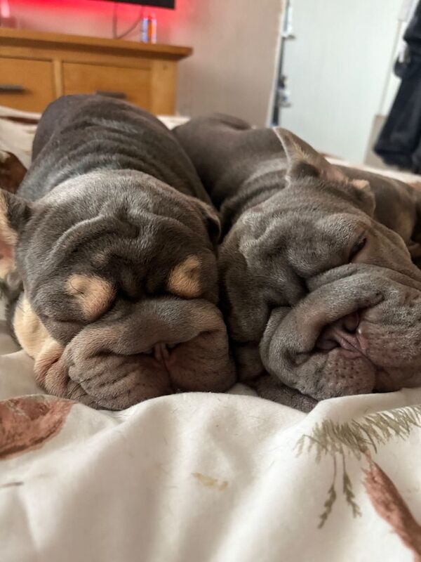 7 month old frenchie puppy - Image 4 of 6