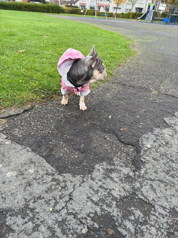7 month old frenchie puppy - Image 5 of 6